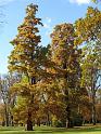 2009-11-05, leuchtender November (6)